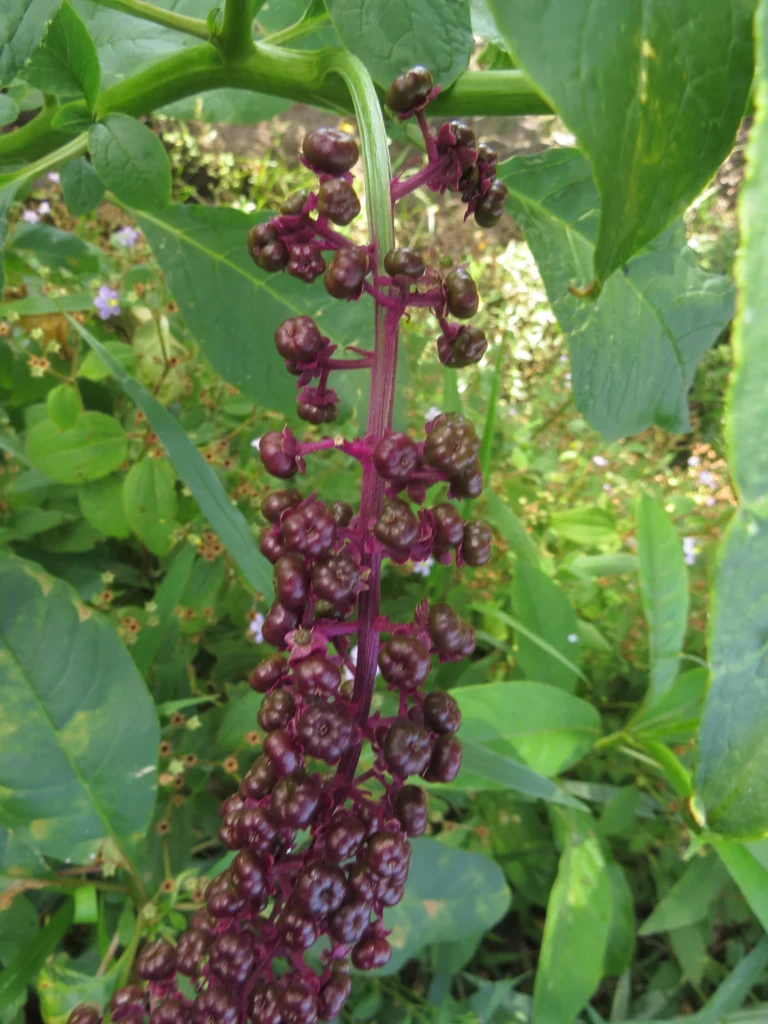 Phytolacca thyrsiflora (11)