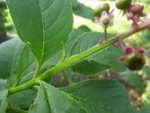 Phytolacca thyrsiflora (9)