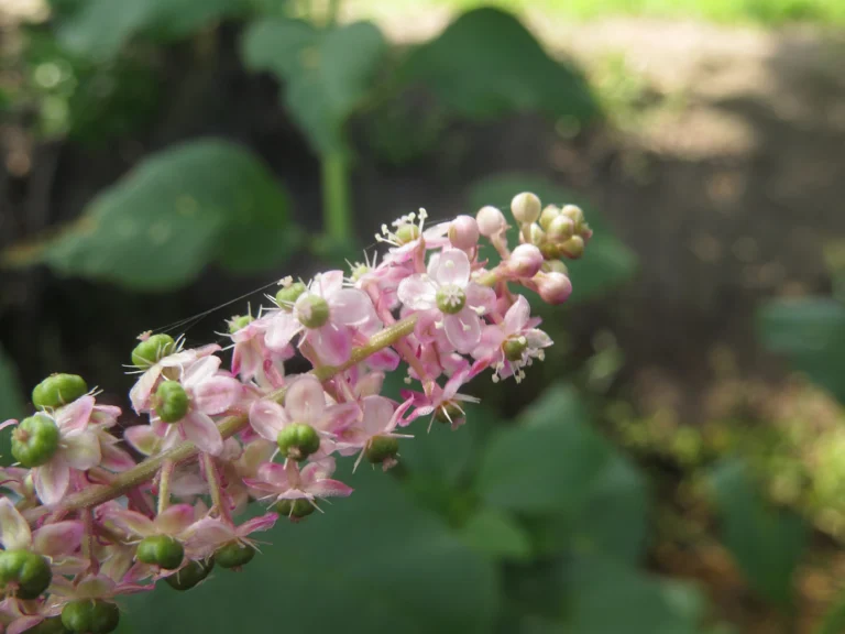 Phytolacca thyrsiflora (8)