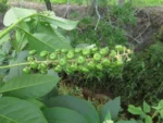 Phytolacca americana (15)