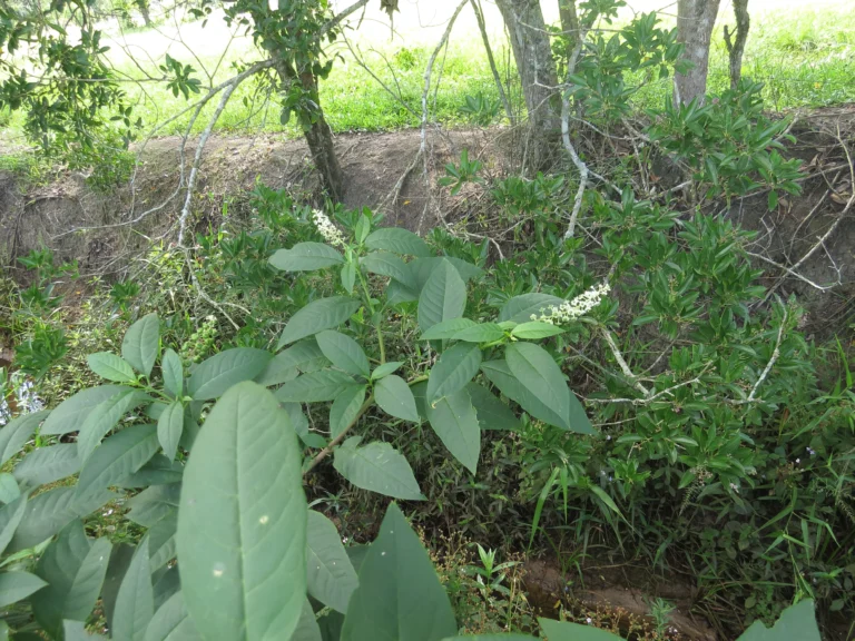 Phytolacca americana (12)