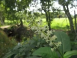 Phytolacca americana (10)
