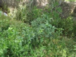 Phytolacca americana (1)