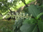 Phytolacca americana (2)