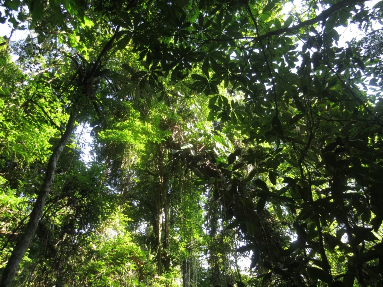 Philodendron cordatum (1)