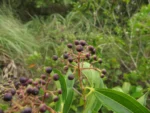 Miconia ligustrina (8)