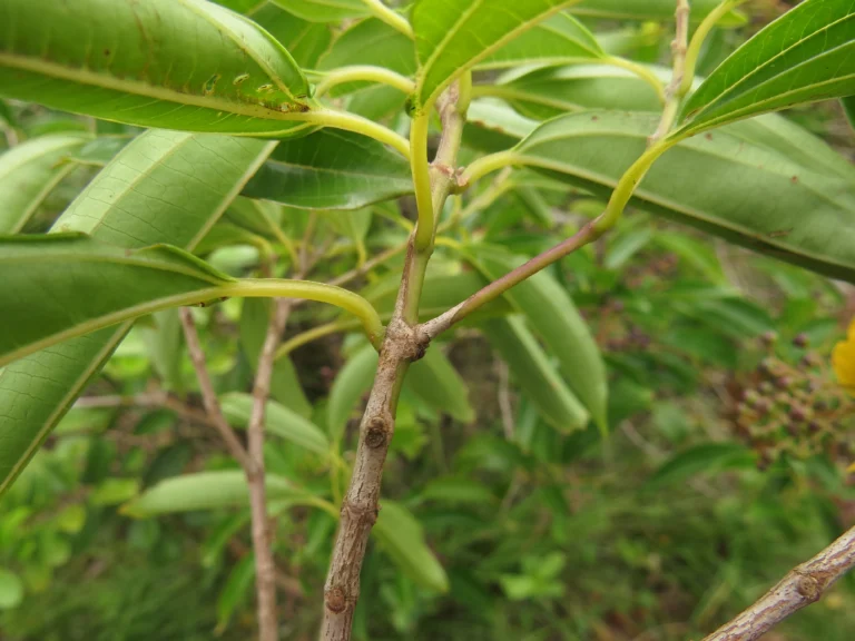 Miconia ligustrina (6)
