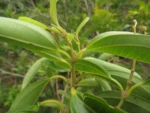 Miconia ligustrina (7)