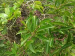 Miconia ligustrina (3)