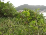 Miconia ligustrina (1)