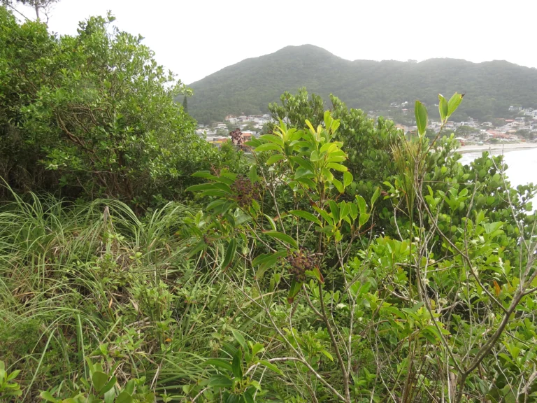 Miconia ligustrina (1)