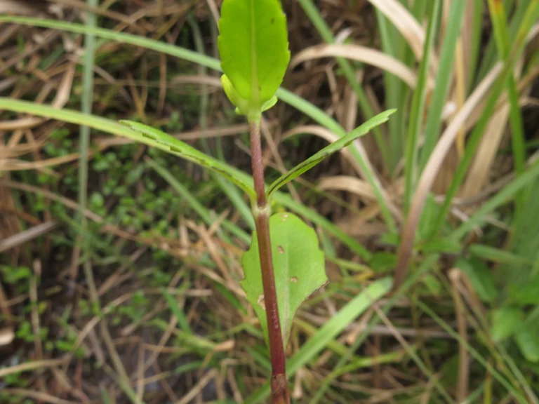 Enydra sessilis (28)