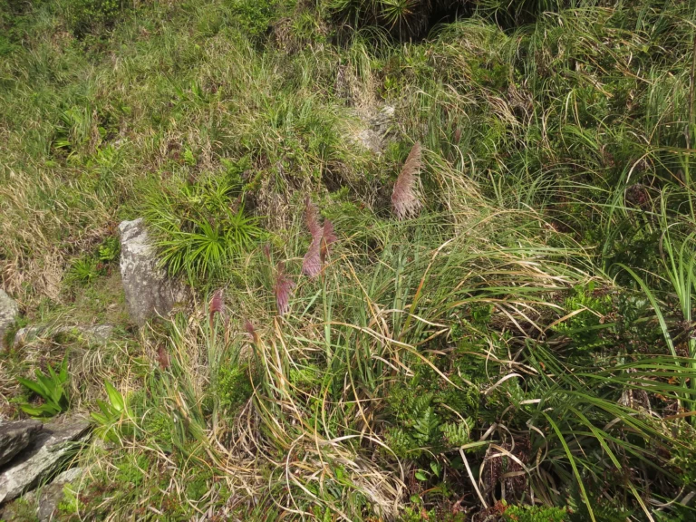 Cortaderia selloana (1)