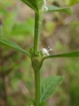Borreria ocymifolia (13)