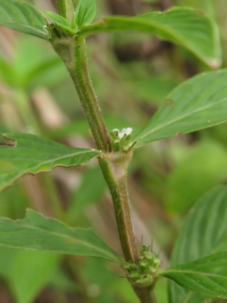 Borreria ocymifolia (7)