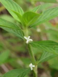 Borreria ocymifolia (6)