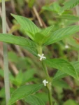 Borreria ocymifolia (4)
