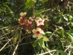 Temnadenia odorifera (2)