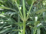 Hygrophila costata (9)