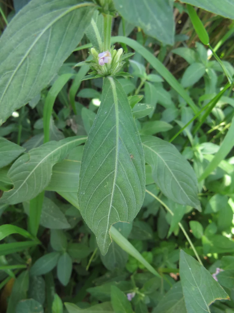 Hygrophila costata (8)