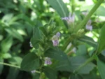 Hygrophila costata (5)