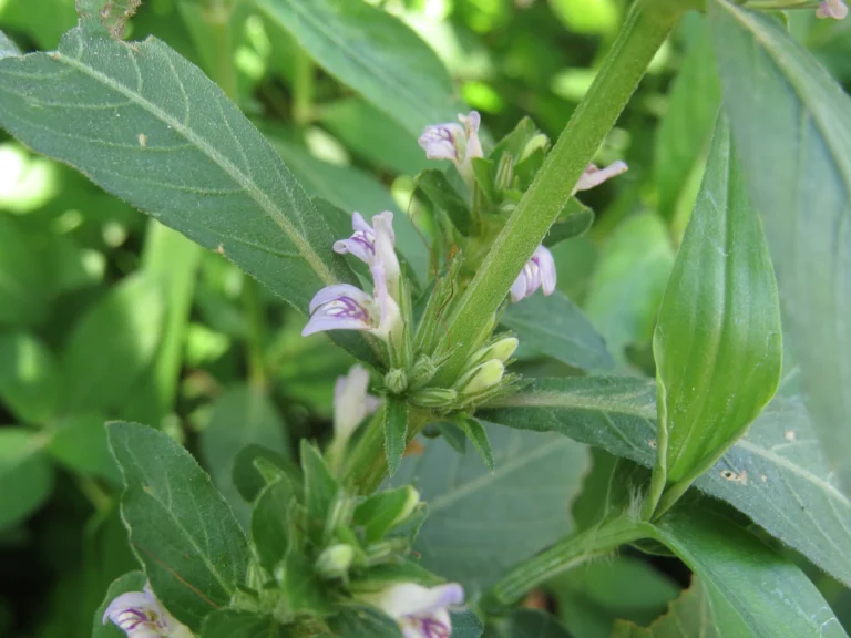 Hygrophila costata (3)