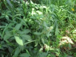 Hygrophila costata (4)