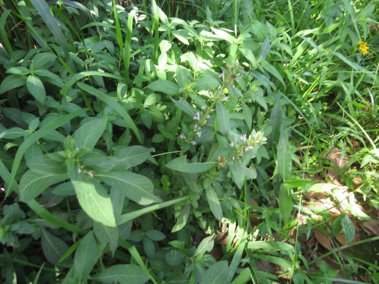 Hygrophila costata (4)