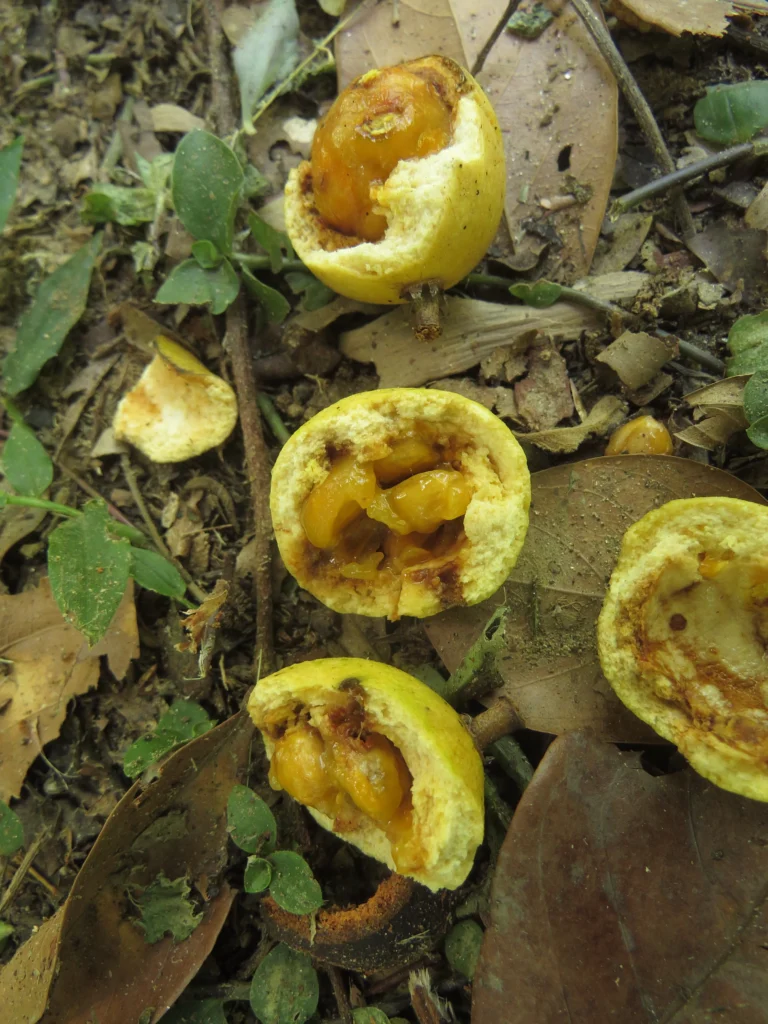 Casearia lasiophylla (12)