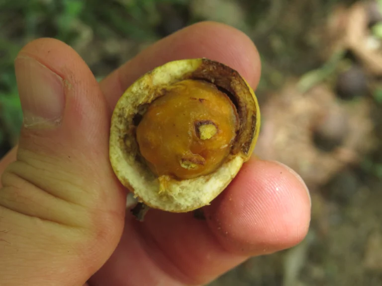 Casearia lasiophylla (10)