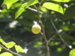 Casearia lasiophylla (6)