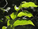 Casearia lasiophylla (7)