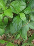 Stachytarpheta cayennensis (5)