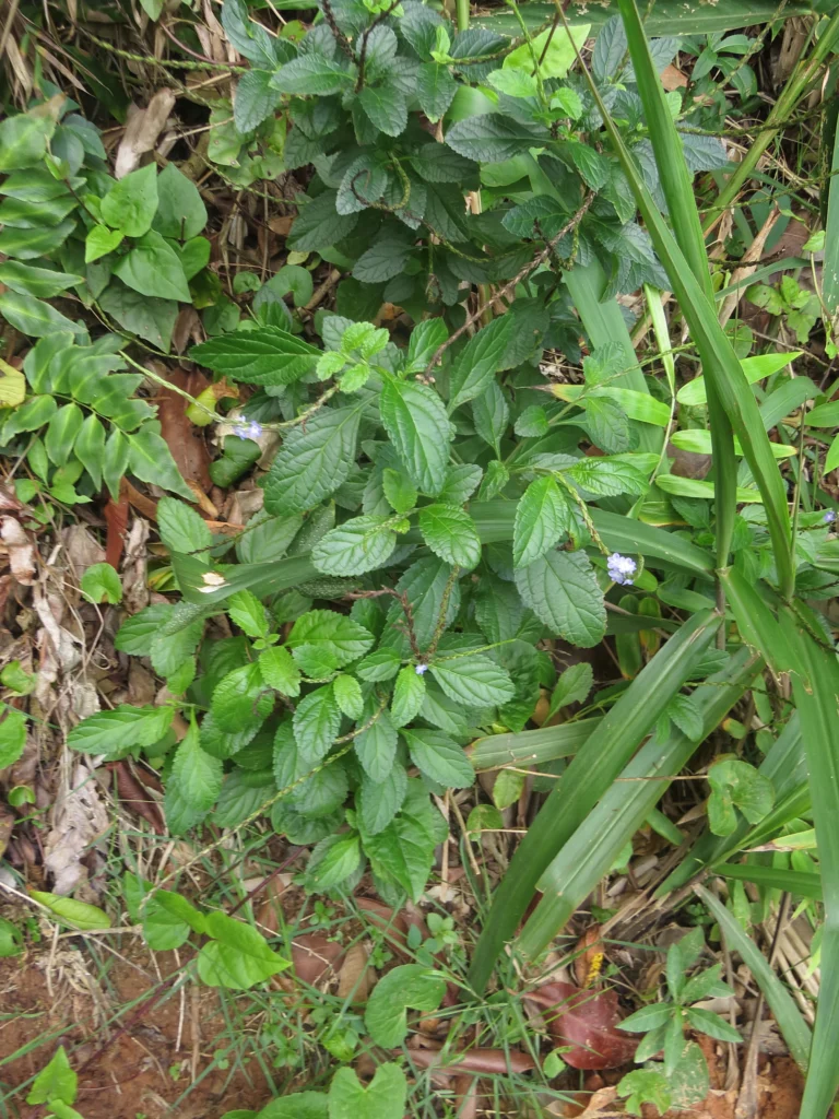 Stachytarpheta cayennensis (4)