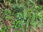 Stachytarpheta cayennensis (1)