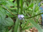 Stachytarpheta cayennensis (2)