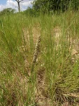Sporobolus virginicus (2)