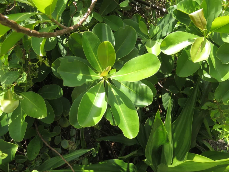 Schwartzia brasiliensis (6)