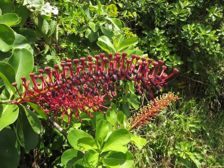 Schwartzia brasiliensis (2)