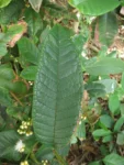 Myrcia hebepetala (8)
