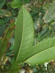 Myrcia hebepetala (9)
