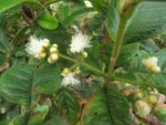 Myrcia hebepetala (6)