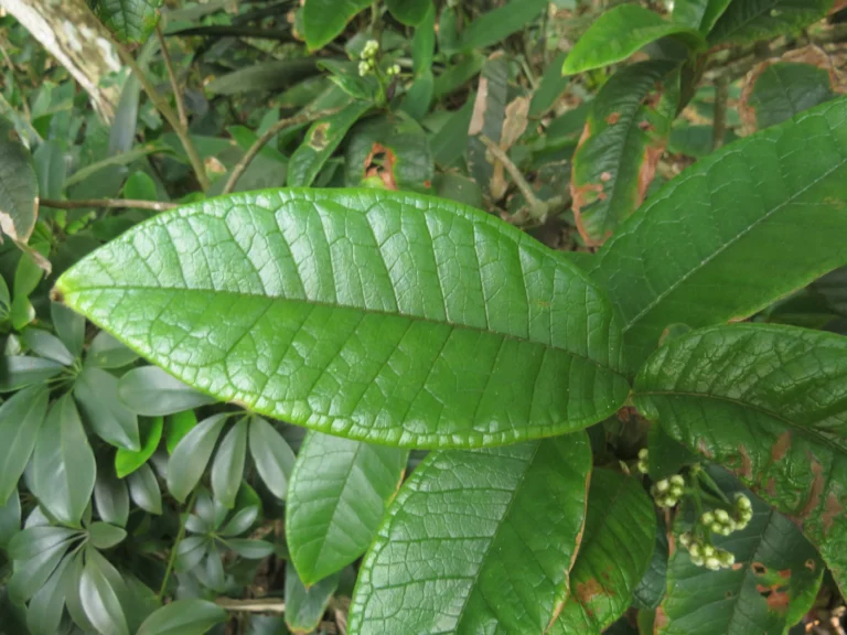 Myrcia hebepetala (7)