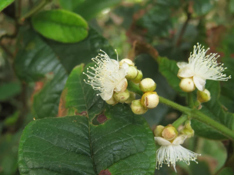 Myrcia hebepetala (4)