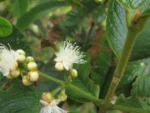 Myrcia hebepetala (5)