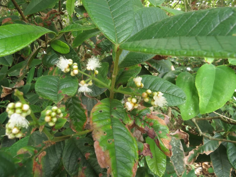 Myrcia hebepetala (3)