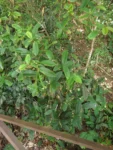 Myrcia hebepetala (1)