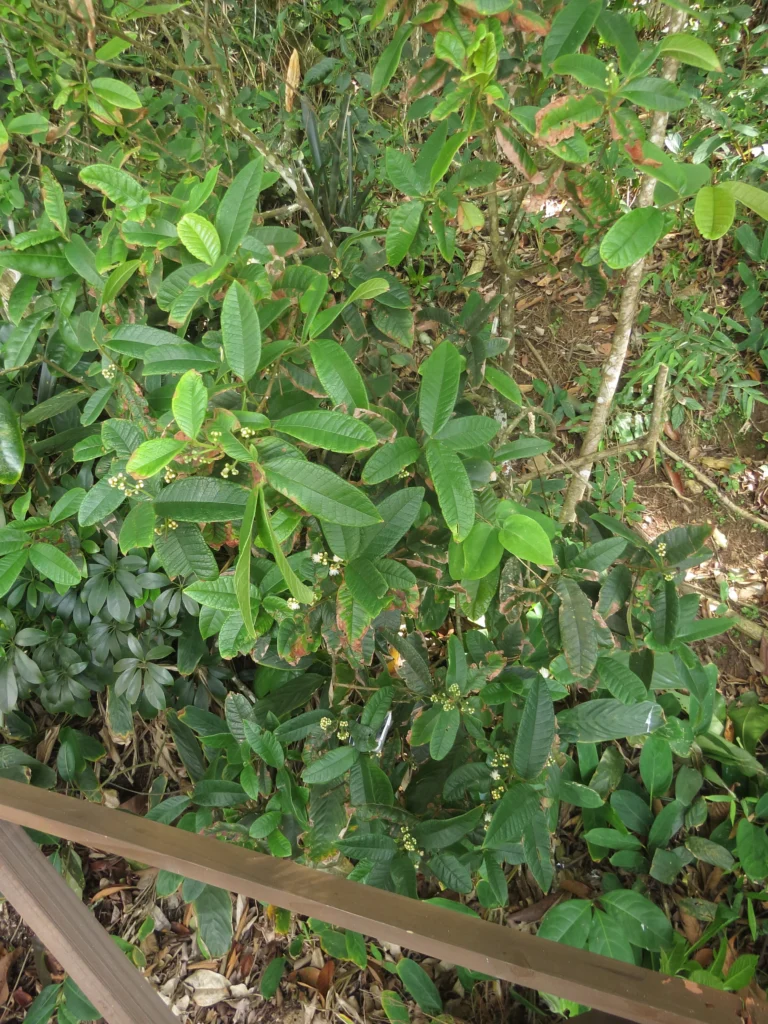 Myrcia hebepetala (1)