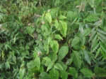 Justicia carnea (6)