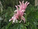 Justicia carnea (3)